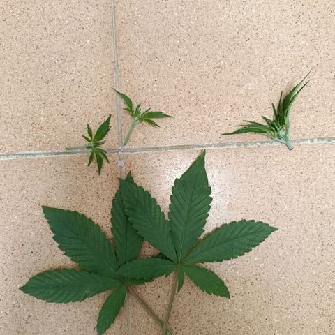 Doida growlog photo: Ramos e folhas podadas
