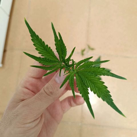 Doida growlog photo: Ramos e folhas podadas