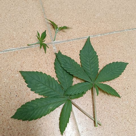 Doida growlog photo: Ramos e folhas podadas