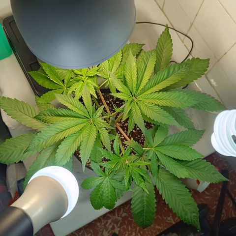 Doida growlog photo: Planta pós-poda