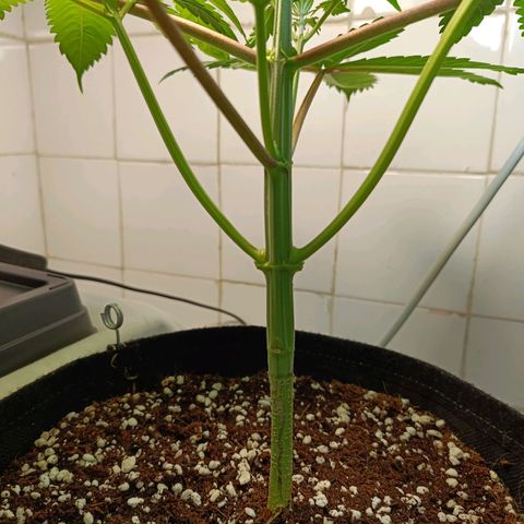 Doida growlog photo: Planta pós-poda