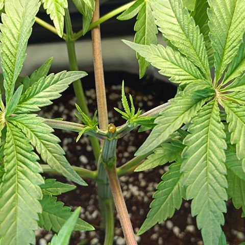 Doida growlog photo: Planta pós-poda