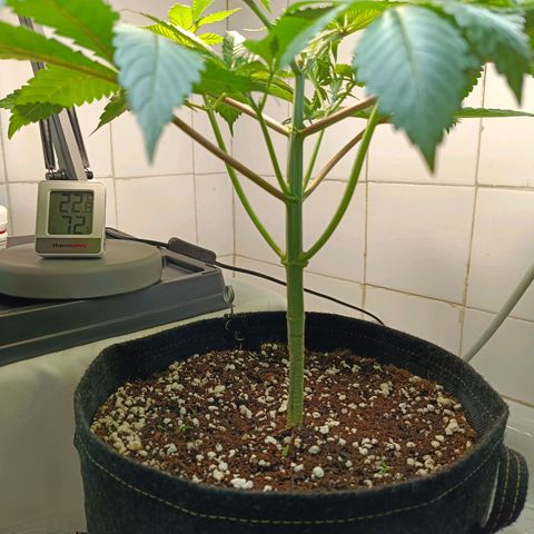 Doida growlog photo: Planta pós-poda