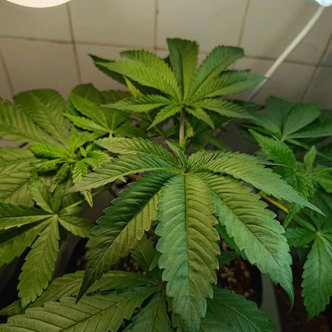 Doida growlog timeline photo