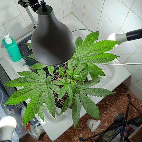 Doida growlog photo: Abertura da cara da planta com desfolhamento das duas folhas do 6° nó. 
Supercroping e LST no 3° nó.