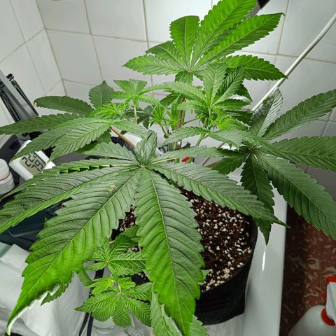 Doida growlog photo: Abertura da cara da planta com desfolhamento das duas folhas do 6° nó. 
Supercroping e LST no 3° nó.