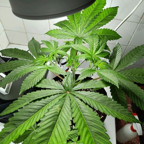 Doida growlog photo: Abertura da cara da planta com desfolhamento das duas folhas do 6° nó. 
Supercroping e LST no 3° nó.