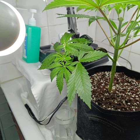 Doida growlog photo: Abertura da cara da planta com desfolhamento das duas folhas do 6° nó. 
Supercroping e LST no 3° nó.