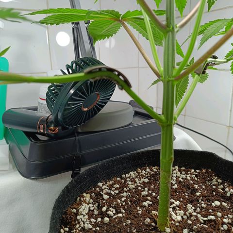 Doida growlog photo: Abertura da cara da planta com desfolhamento das duas folhas do 6° nó. 
Supercroping e LST no 3° nó.