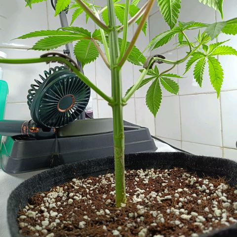 Doida growlog photo: Abertura da cara da planta com desfolhamento das duas folhas do 6° nó. 
Supercroping e LST no 3° nó.