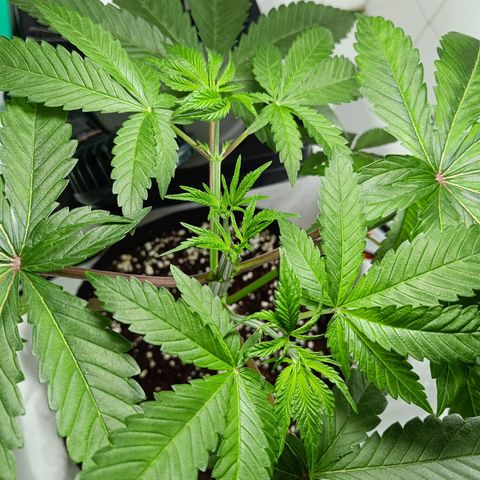 Doida growlog timeline photo