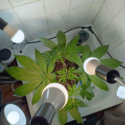 Doida growlog timeline photo