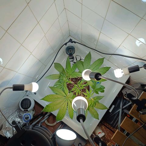 Doida growlog timeline photo