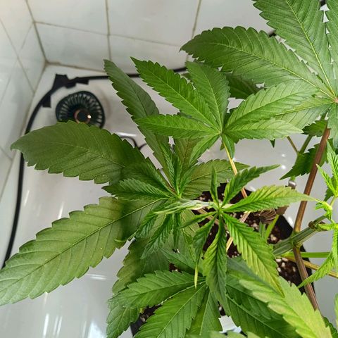 Doida growlog timeline photo