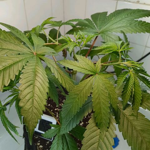 Doida growlog timeline photo