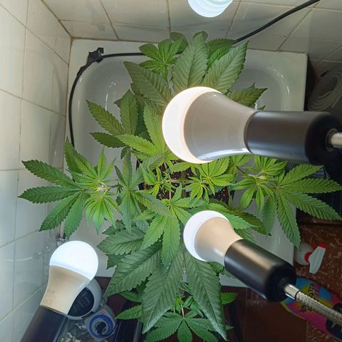 Doida growlog timeline photo