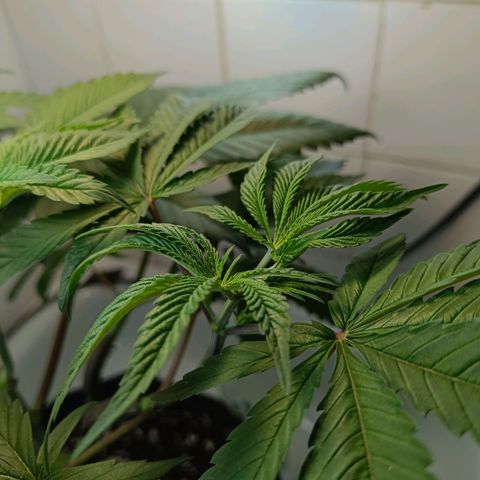 Doida growlog timeline photo