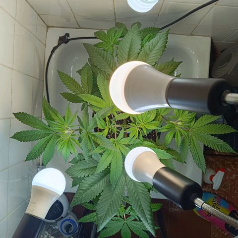 Doida growlog timeline photo