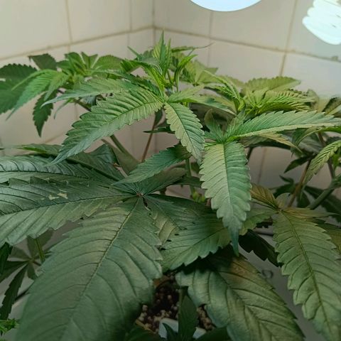 Doida growlog timeline photo