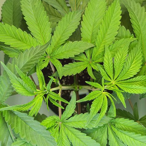 Doida growlog timeline photo