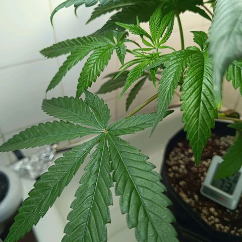 Doida growlog timeline photo