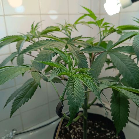 Doida growlog photo: Planta após as podas