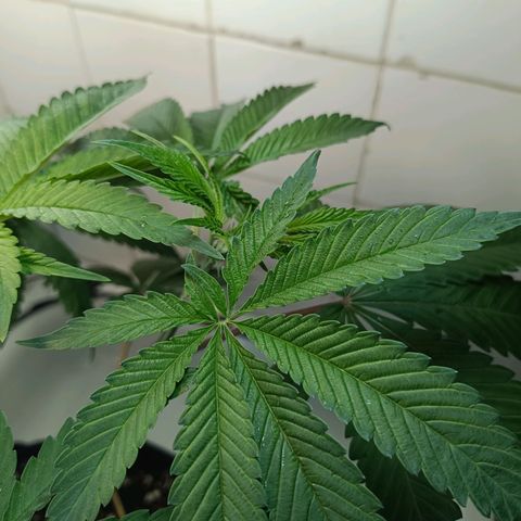 Doida growlog photo: Planta após as podas