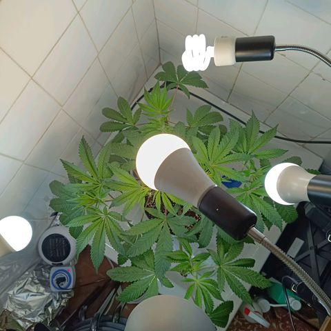 Doida growlog photo: Planta após as podas