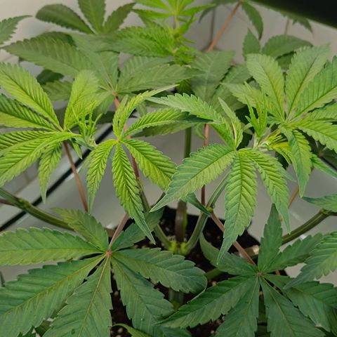 Doida growlog photo: Planta após as podas