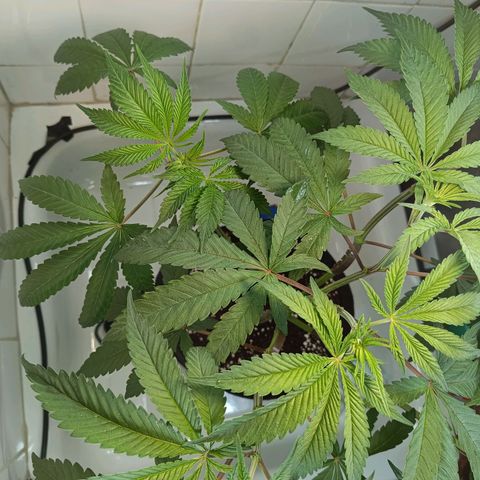Doida growlog photo: Planta após as podas