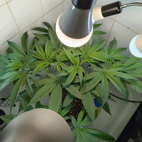 Doida growlog photo: Fotografias tiradas antes de desligar as luzes 