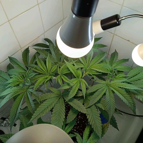 Doida growlog photo: Fotografias tiradas antes de desligar as luzes 