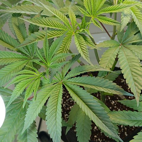 Doida growlog photo: Fotografias tiradas antes de desligar as luzes 