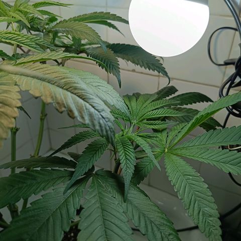 Doida growlog timeline photo