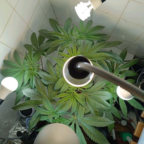 Doida growlog timeline photo