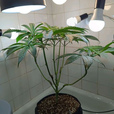 Doida growlog timeline photo