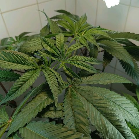 Doida growlog timeline photo