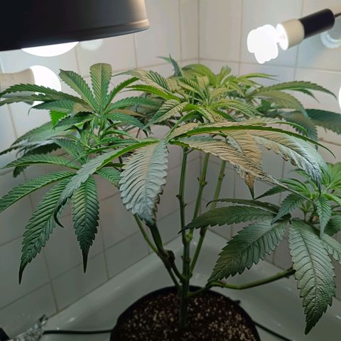 Doida growlog timeline photo