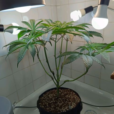 Doida growlog timeline photo