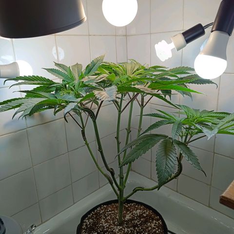 Doida growlog timeline photo