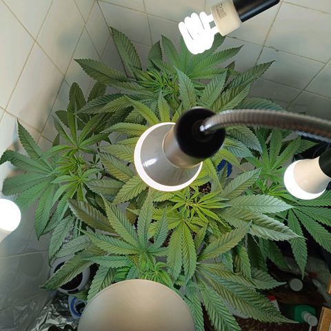 Doida growlog timeline photo