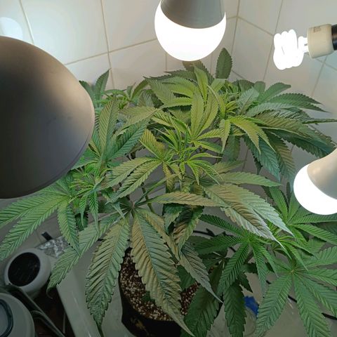 Doida growlog timeline photo