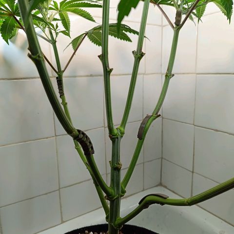 Doida growlog timeline photo
