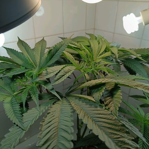 Doida growlog timeline photo