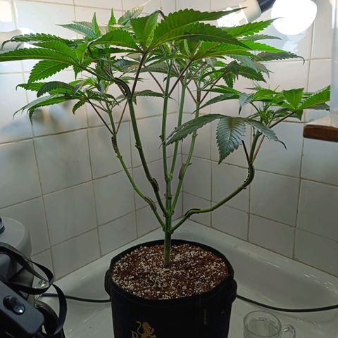 Doida growlog timeline photo