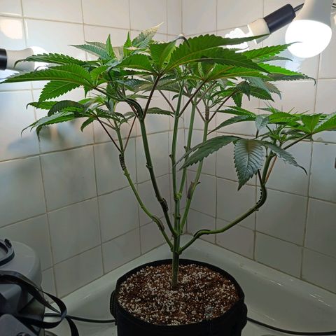 Doida growlog timeline photo