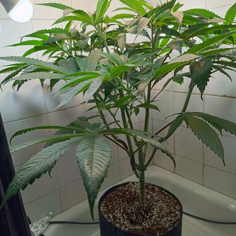 Doida growlog timeline photo
