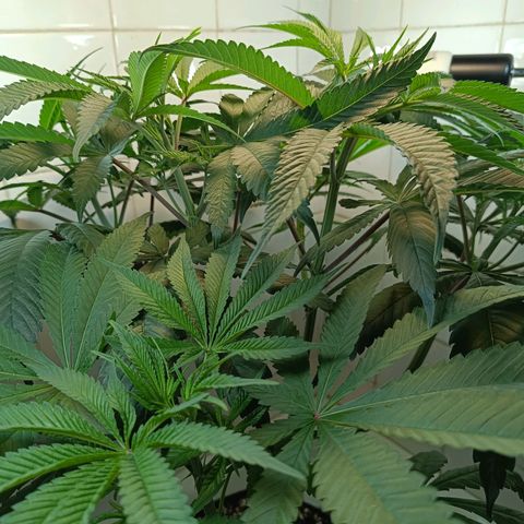 Doida growlog timeline photo
