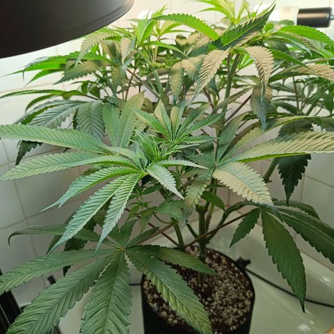 Doida growlog timeline photo