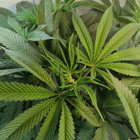Doida growlog timeline photo